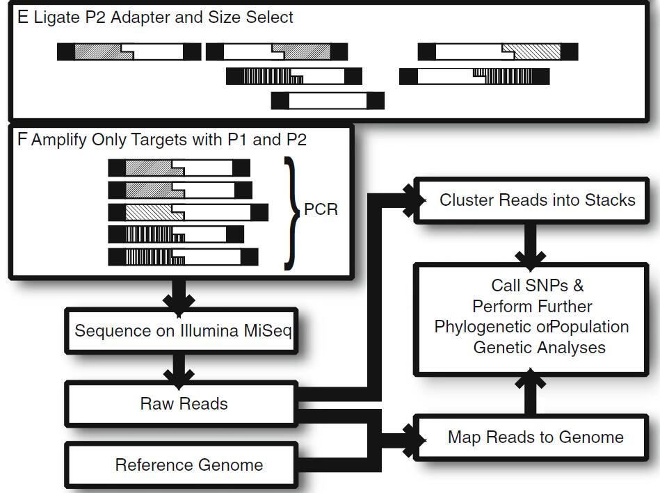 Figure 1. An overview of the workflow for RAD-seq library creation  (Bergey et al., 2013)