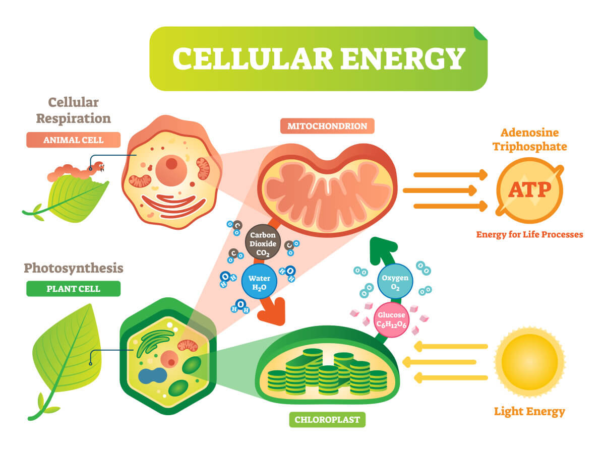 Figure1. The processes of photosynthesis and respiration.