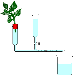 Bubble potometer.png