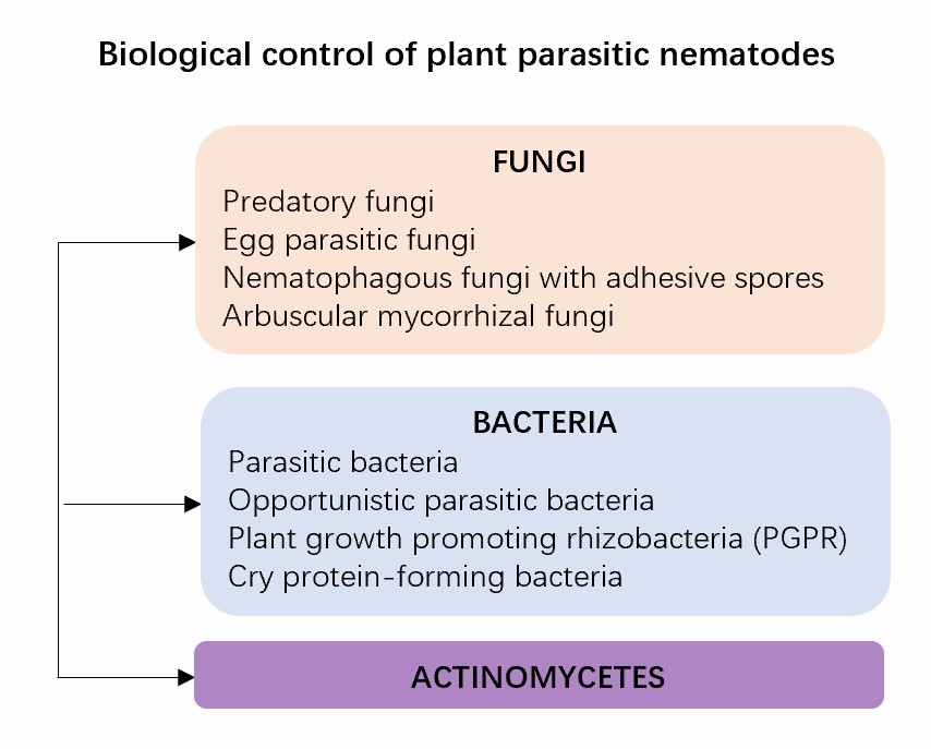 The mechanisms of biological control of plant nematodes.