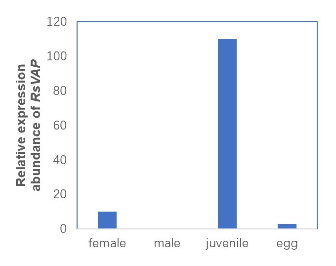 Relative expression levels of RsVAP in different life stages of plant nematodes.