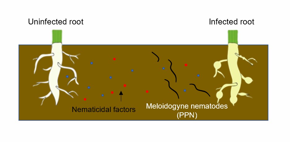 Barrier to parasitic nematodes.