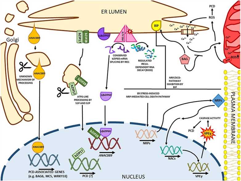 ER stress-induced cell death in plants.