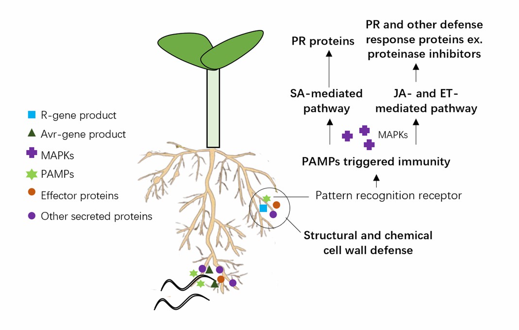 Scheme of the pathways induced during the plant response to nematode infection.