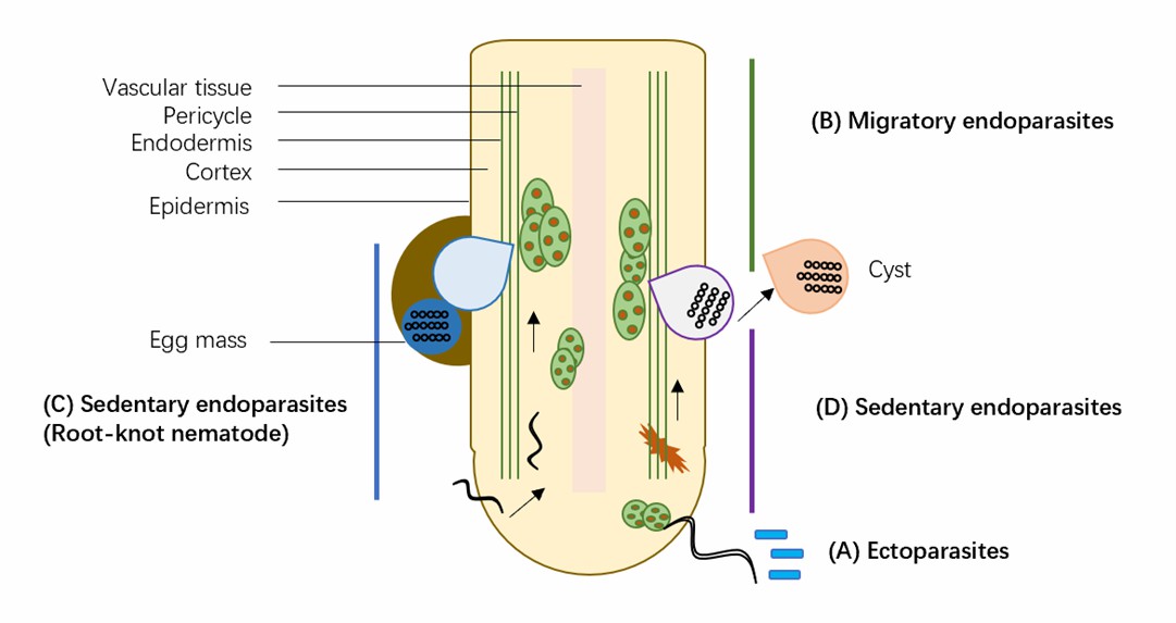 Infection strategies of plant nematodes.