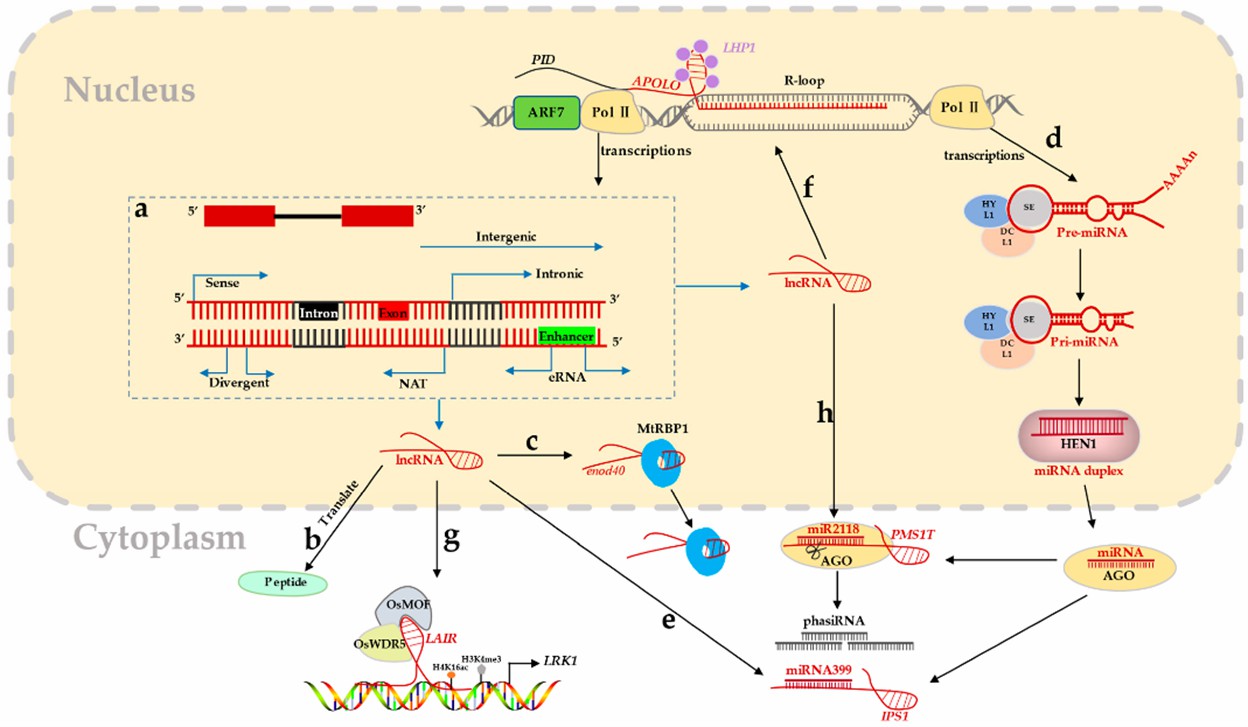 The source and mechanism of lncRNA.
