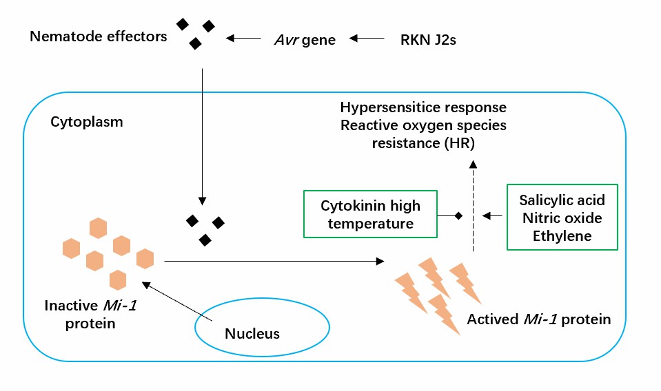 Hypersensitive response of Mi-1 after nematode infection in tomatoes.