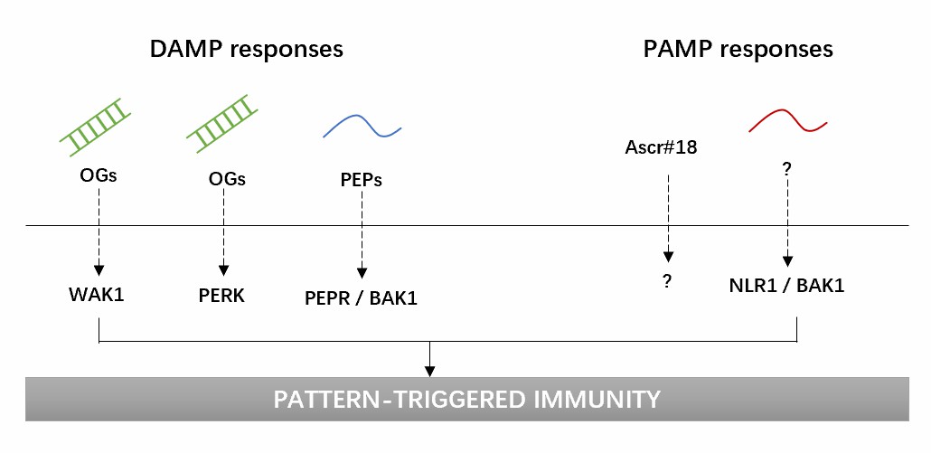 Model for cell surface perception of parasitic nematodes and defense induction by plants.