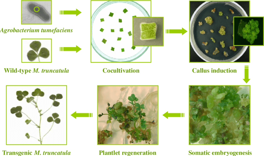 Agrobacterium-mediated-transformation-of-Medicago-truncatula.png