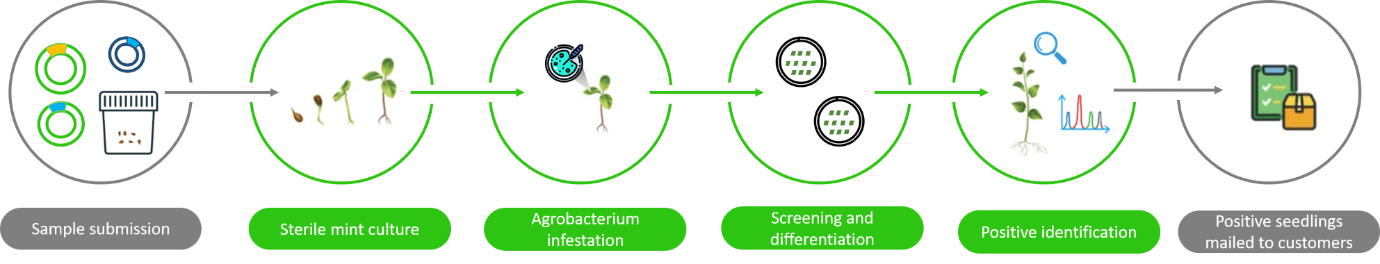 Schematic diagram of the standardized process of mint genetic transformation. - Lifeasible