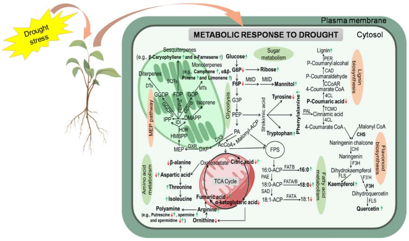 Fig. 1. A schematic representation of metabolic response to drought stress.