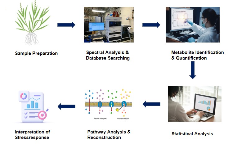 Fig. 2. Schematic diagram showing the metabolomics workflow for elucidation of abiotic stress tolerance in forage plants.