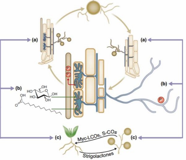 Fig. 1. Interaction of soil microorganism in the rhizosphere (a) to acquire the soil nutrients (b) by plants (c).