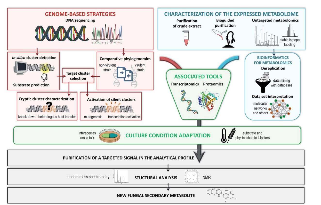 From genomics to metabolomics, the multiple strategies for discovering unknown fungal secondary metabolites.