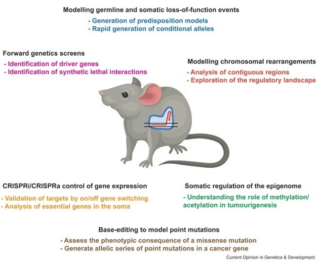 Mice Gene Editing