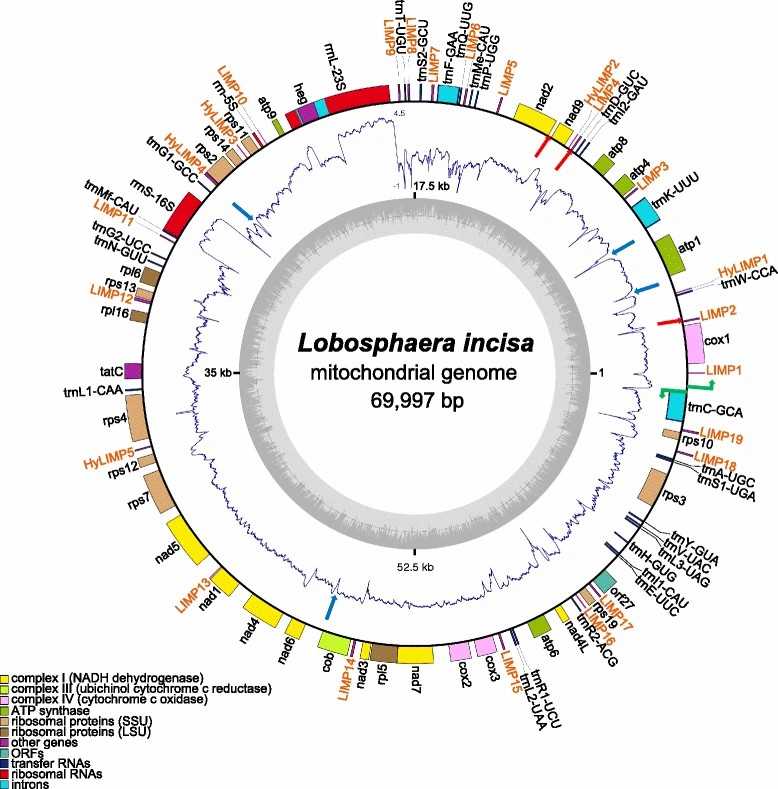 Schematic representation of the L. incisa mitochondrial genome.