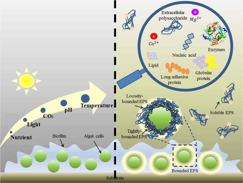 Schematic diagram of the microalgal biofilm and extracellular polymeric substance (EPS) structure.