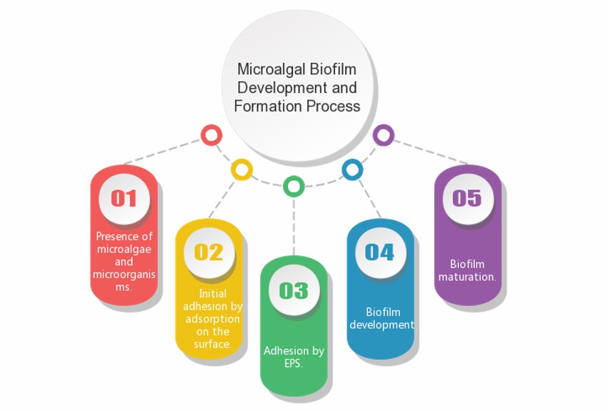 The customized processes for microalgal biofilm development and formation - Lifeasible