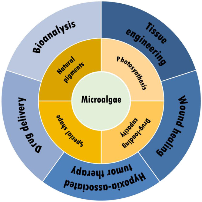 Overview of the properties and therapeutic functions of microalgae.