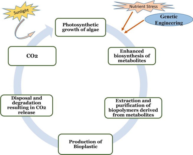 Role of algal bioplastics leading to a circular and green bioeconomy. 
