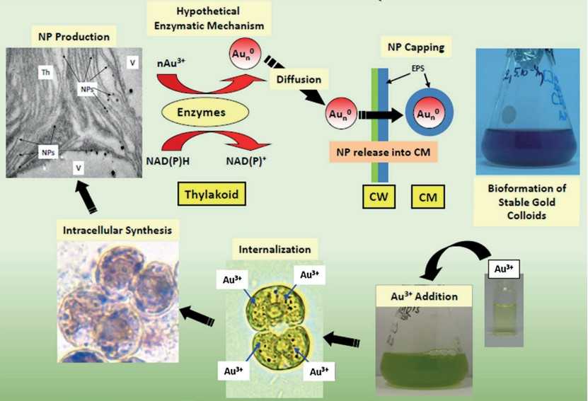 The hypothetical mechanism of the biosynthesis of Au-NPs by living cultures of microalgae. 