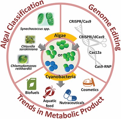 Genome editing and synthetic biology applications in metabolic engineering of microalgae and cyanobacteria.