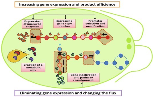 Schematic representation of molecular engineering of algal cells for enhanced biosynthesis of metabolites.