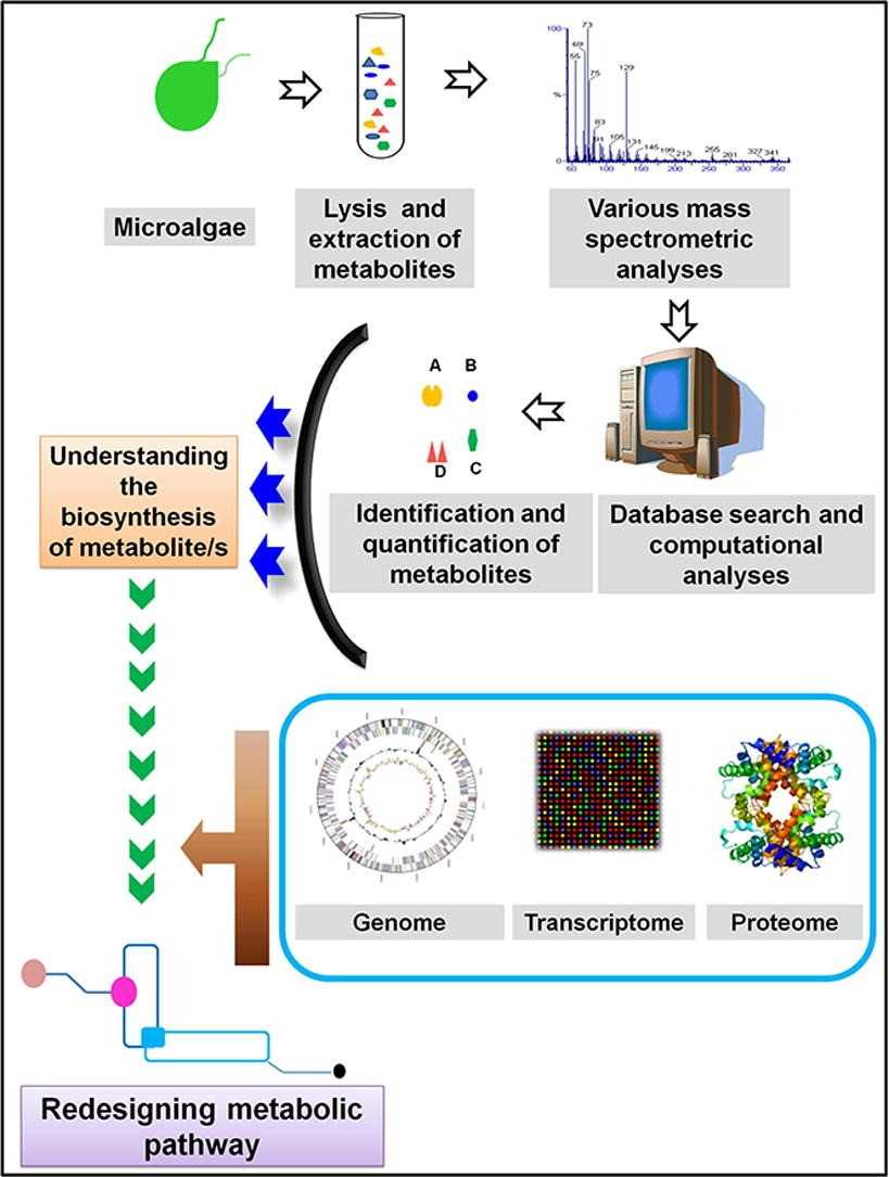 High-throughput proteomics and metabolomic studies guide the re-engineering of metabolic pathways in eukaryotic microalgae.