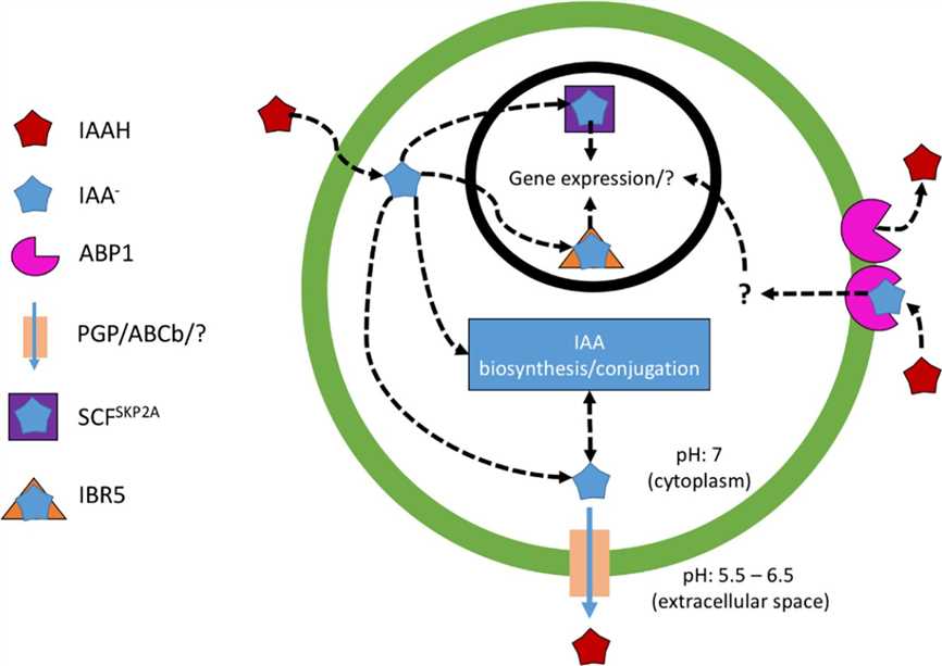 Transcriptome-wide analysis of Chlorella reveals auxin-induced carotenogenesis pathway in green microalgae.