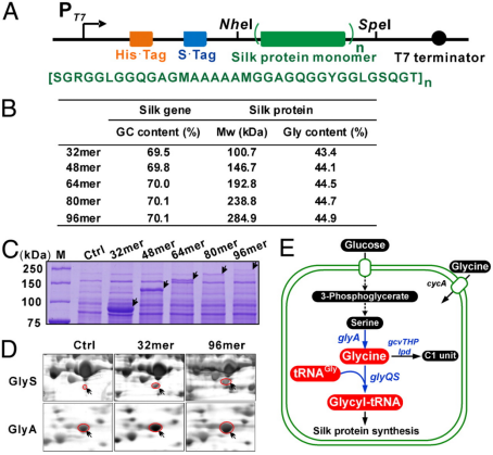 Recombinant expression of spider traction silk protein in Escherichia coli.