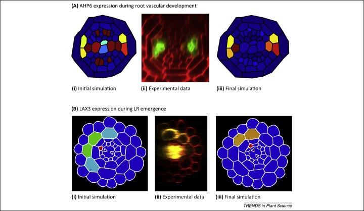 Figure 1. Multiscale models of hormone-regulated root development.