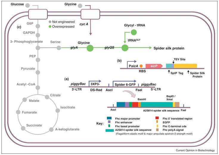 Representative strategies used to produce recombinant spider silk proteins.