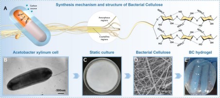 Fig.1 Synthesis approach and hierarchical structures of BC at multiple length scales. (Pan et al., 2023)