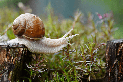 Molluscs Genome Size and Ploidy Detection Service