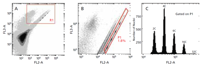 Molluscs Genome Size and Ploidy Detection Service