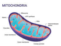 Mollusks Mitochondrial Sequencing Services