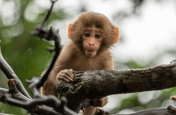 Monkey Gene Editing