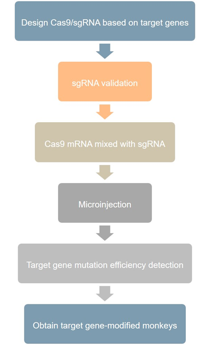 Monkey Gene Editing