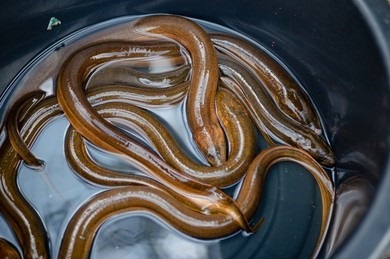 The Asian swamp eel or Monopterus albus