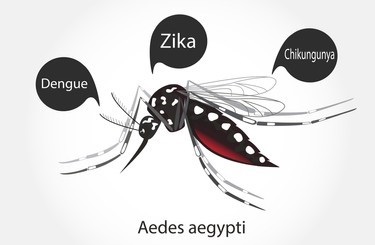 Mosquito Gene Editing