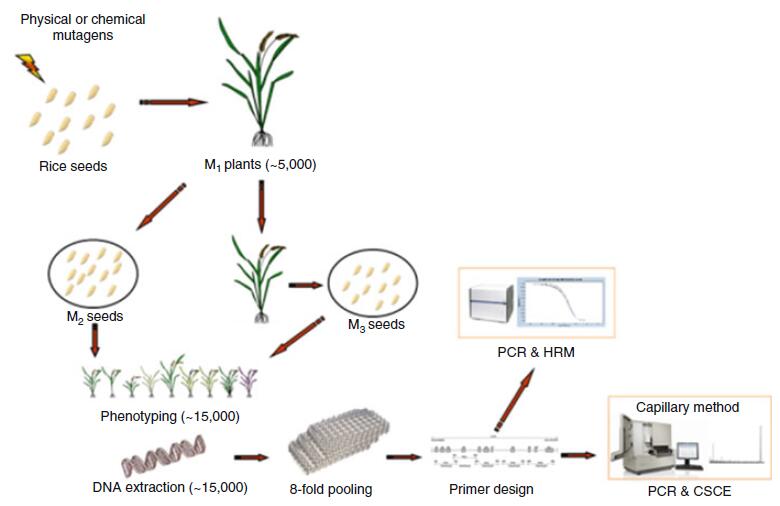 Mutations In Plants