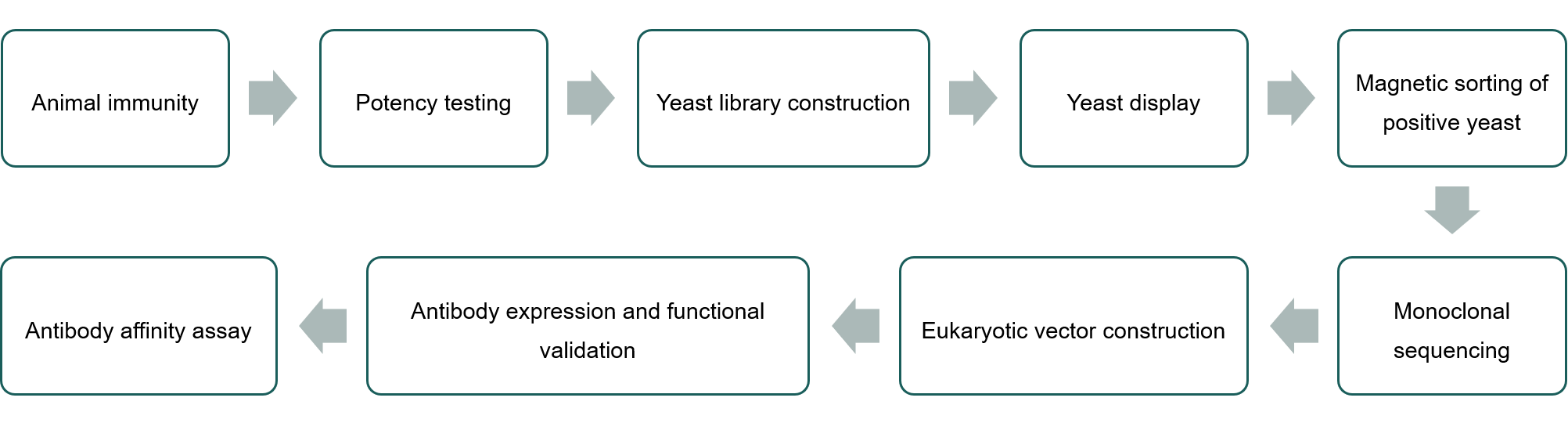 Obtaining nanobodies using the yeast display system - Lifeasible