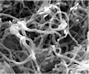 Nano Carbon Bacterial Cellulose Development