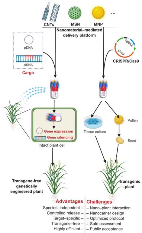 Fig. 1 Nanomaterial-mediated plant genetic engineering (Wang et al., 2019).