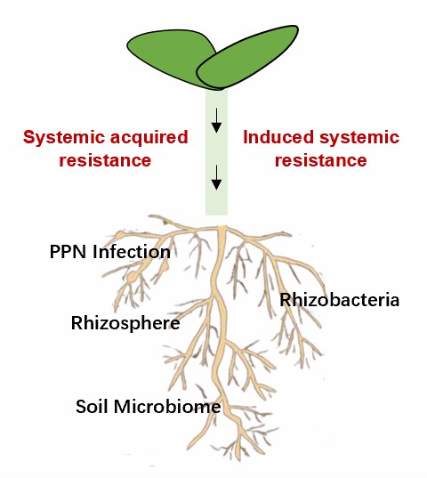 Nematode Companion Microorganisms Breaking down Phytochemical Defenses ...