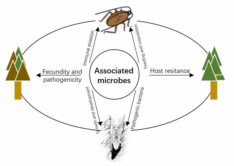 Interaction between companion microorganisms and plant nematodes.