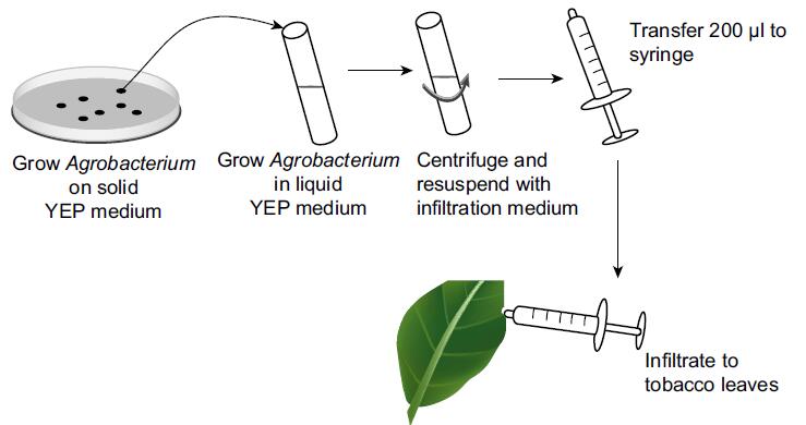 Figure 1.  Agrobacterium-mediated  transient transformation of tobacco by leaf microinjection (Smith, 2012).