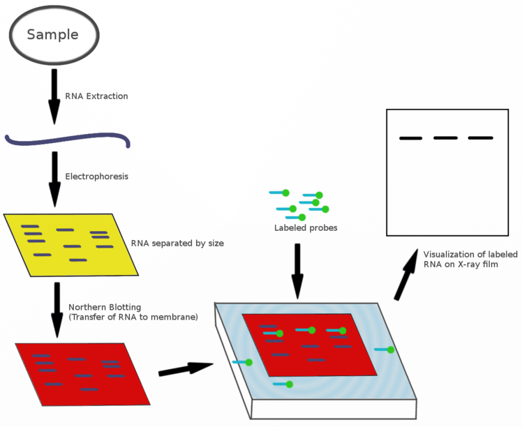 Figure 1. A schematic description of the Northern blot  assay (from Wikipedia)