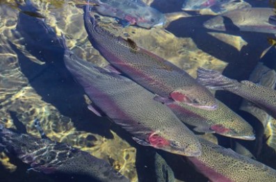 Figure 1. The rainbow trout (Oncorhynchus mykiss) is a trout native to cold-water tributaries of the Pacific Ocean in Asia and North America.
