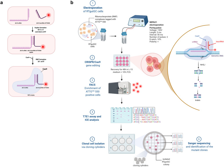 Figure 2. Overview of the CRISPR/Cas9 gene editing strategy workflow in rainbow trout cells. (Zoppo, M, et al. 2021)